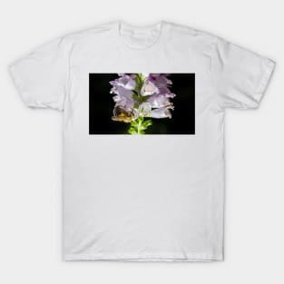 Bee On Obedient Plant T-Shirt